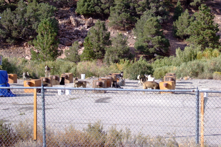 Dog-sled dogs tied to their huts.