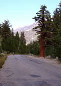 Ron rides past the handsome cedar tree on Rock Creek Rd.
