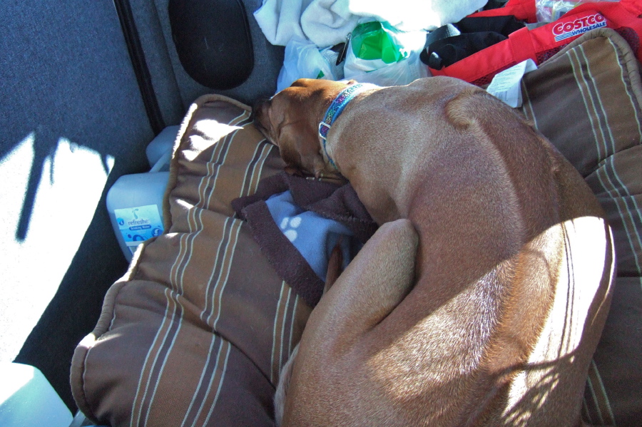 Kumba tries to get as comfortable as he can.