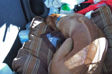 Kumba tries to get as comfortable as he can.