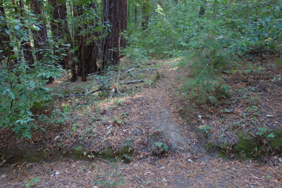 A mysterious footpath leads off into the woods.
