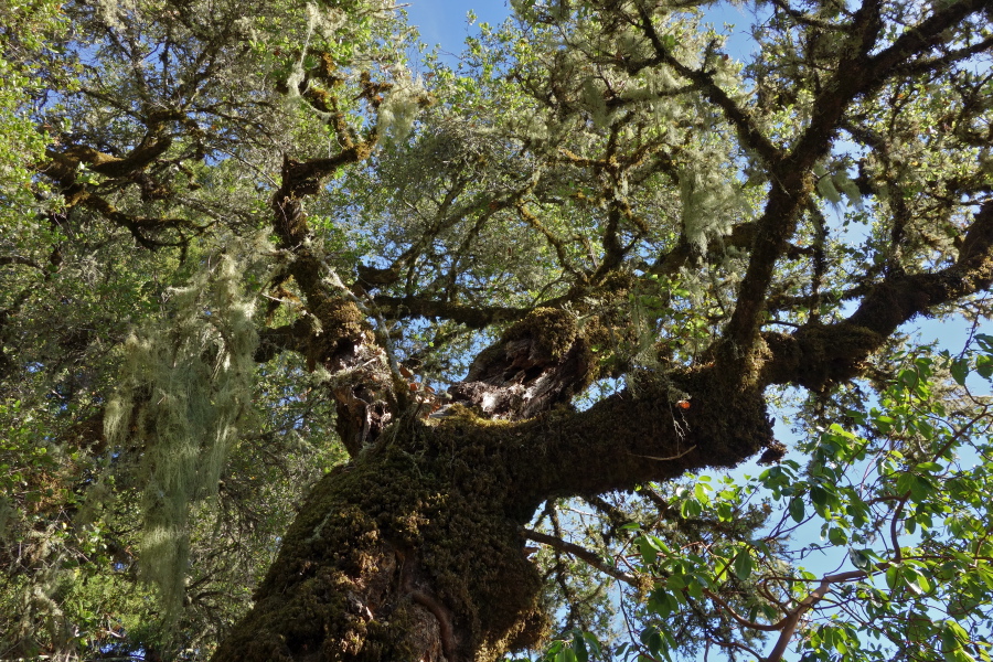 View into crown of old moss- and lichen-covered oak tree