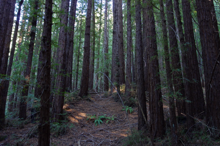 Dark forest