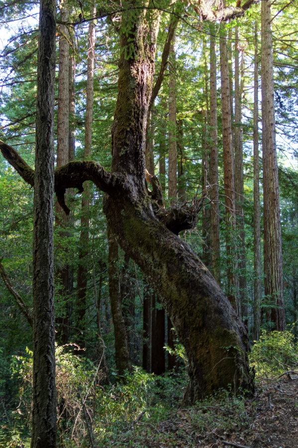 The Reclining Oak