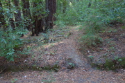 A mysterious footpath leads off into the woods.