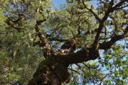 View into crown of old moss- and lichen-covered oak tree