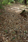 Something made some interesting tracks along the trail.