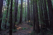 Dark forest