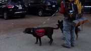Video and Audio: Coyote Concert at Agnew Meadows