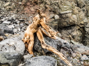 The wood creature greets us as we pass.
