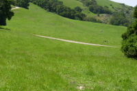 Mission Peak Trail near Mill Creek Rd. (1440ft)