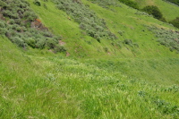 Overgrown trail. (1200ft)