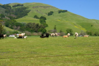 Cattle watching me. (640ft)