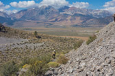 Mounts Dana (center) and Gibbs (l) rise in the background.