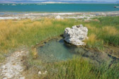 A spring bubbles up near the shore of Mono Lake.