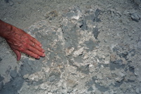 Delicate sand tubes.