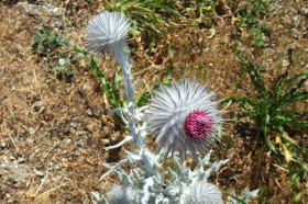 Unusual thistle seen on Peak Mountain that looks like milk thistle beset by fungus