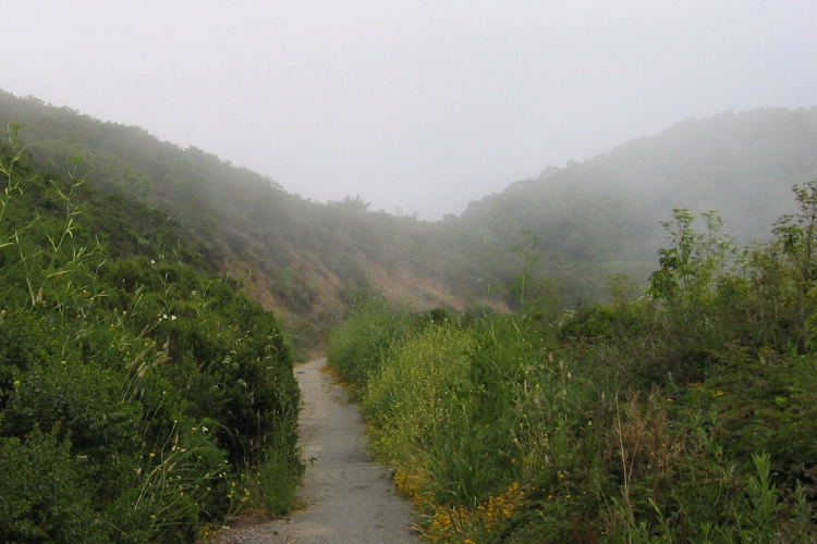 Scotch broom and other shrubs are encroaching on the old road. (540ft)
