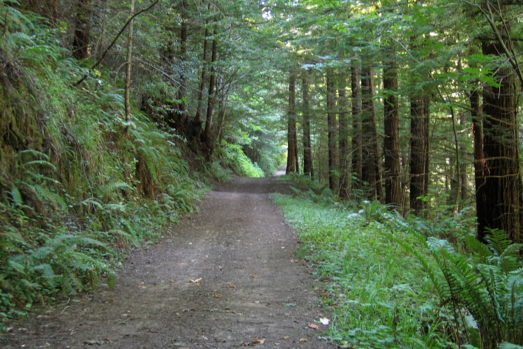 One of the gentler sections of the Borden Hatch Mill Trail (710ft)