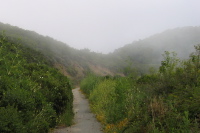 Scotch broom and other shrubs are encroaching on the old road. (540ft)