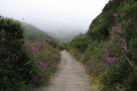 A splash of color on San Pedro Mtn. Rd. (570ft)