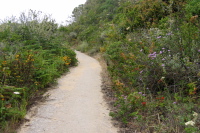 Even the poison oak is colorful. (800ft)