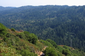 View from Bohlman Rd. across Lyndon Canyon to Skyline ridge. (2500ft)
