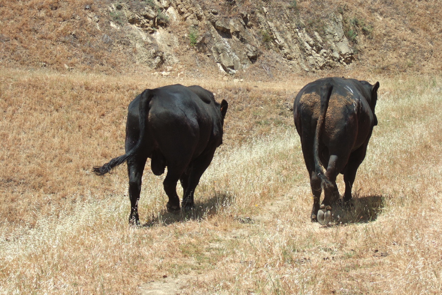 We herded the reluctant bulls down the trail to a spot so that we could proceed.