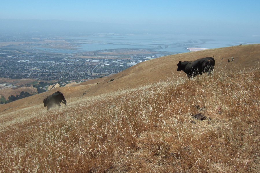 Where the slope lessened, they bounded off down the slope.