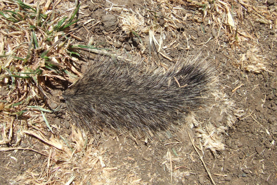 A tail with tale to tell