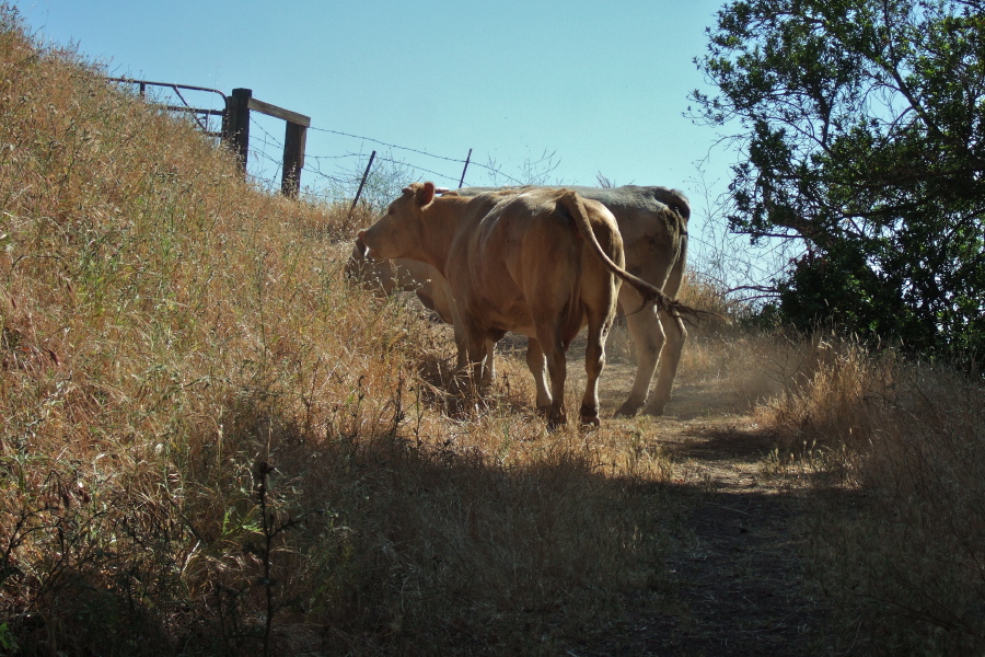 Beasts block the trail.