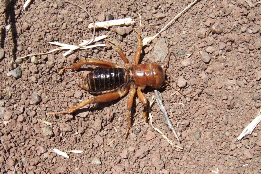 Cricket on trail