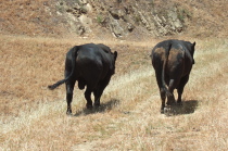 We herded the reluctant bulls down the trail to a spot so that we could proceed.