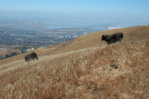 Where the slope lessened, they bounded off down the slope.