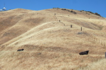 Two bulls rest on the trail ahead.