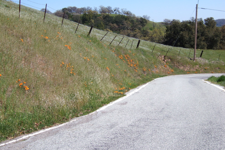 Poppies along East Dunne Ave. near Henry Coe State Park.