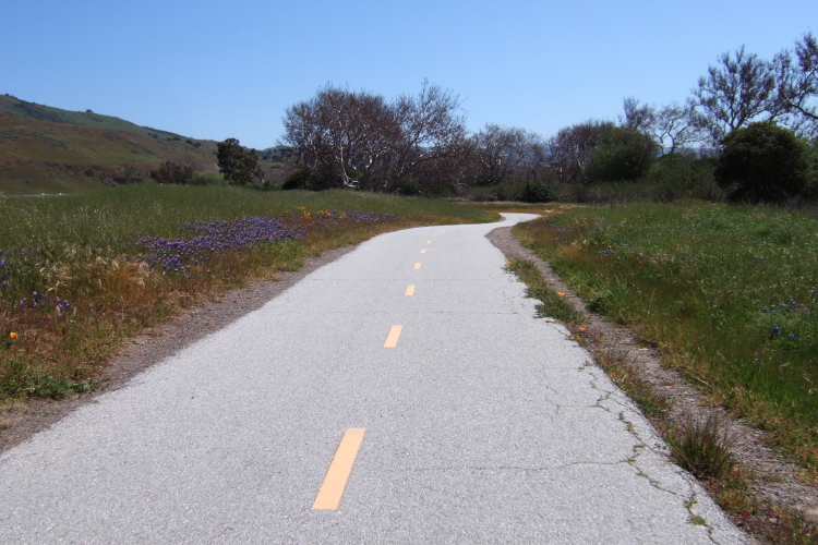 Lupines and poppies along the Coyote Creek Trail near Morgan Hill.