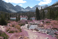 And a Great Purple Plague infected the land...