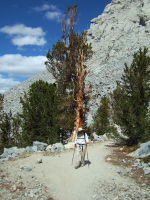 David passes an old cedar tree near Morgan Pass.