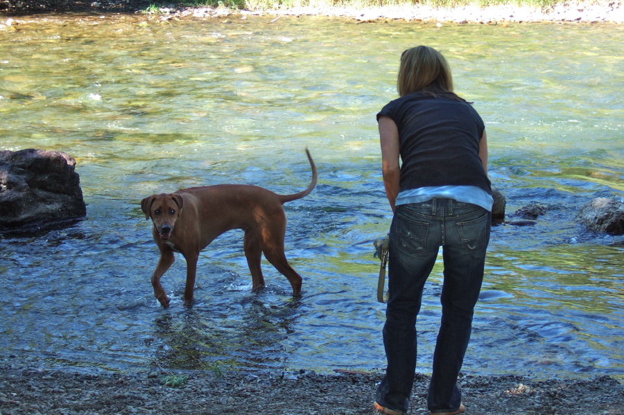 Kumba dips his paws into the Big Wood River.