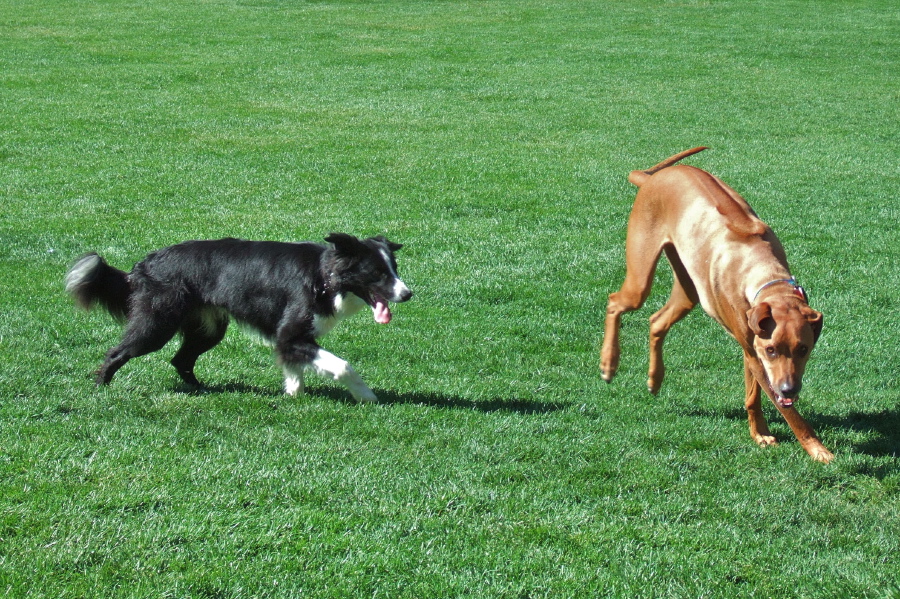Bear chases Kumba.