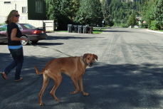 Laura and Kumba take a morning walk while I start my bike ride.