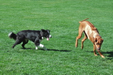 Bear chases Kumba.