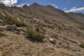 Stella starts up the plateau between Mt. Conness and White Mountain (in the background).