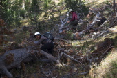 Stella and Bill climb over a fallen lodgepole tree.