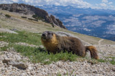 This one was eating the green shrubs.  Photo courtesy of Frank Paysen.