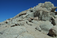 The ridge route up Mt. Starr starts here.