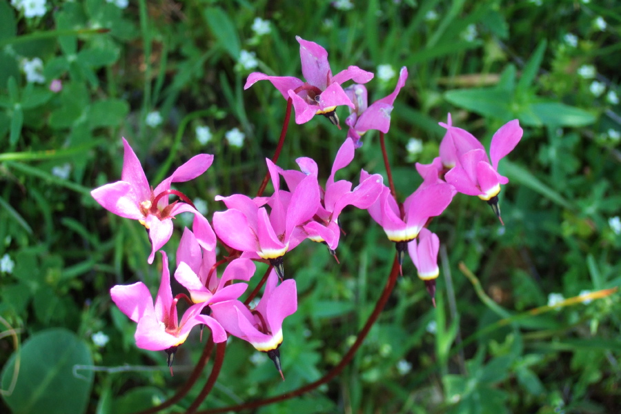 Woodland Shooting Star