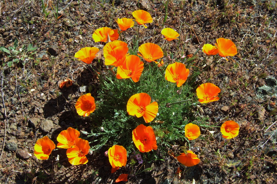 California poppies on Bald Ridge
