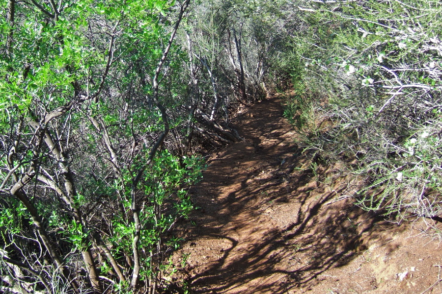 The trail off the north side of Eagle Peak has limited headroom.